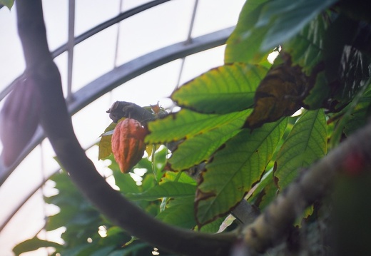 Krohn Conservatory